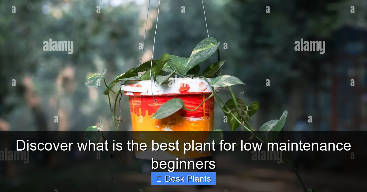Discover what is the best plant for low maintenance beginners