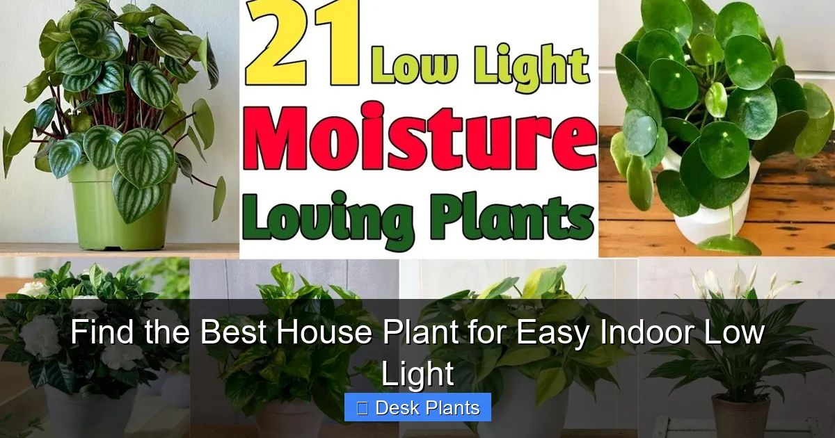 Find the Best House Plant for Easy Indoor Low Light