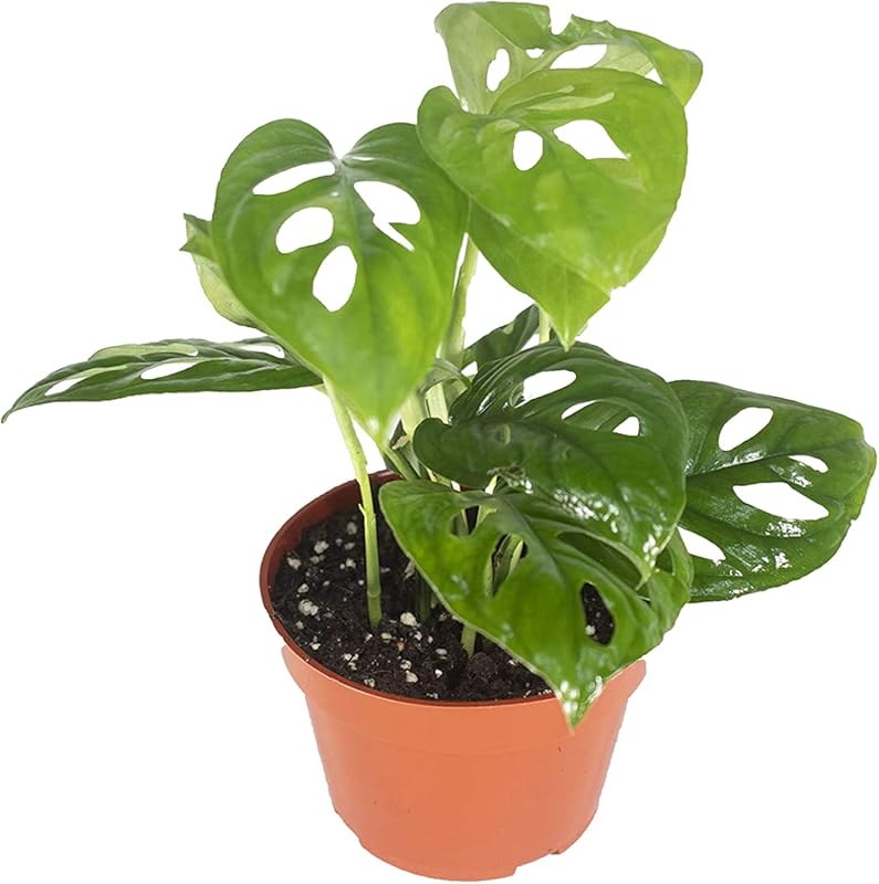 Monstera Adansonii is a low light tropical plant that purifies air, id
