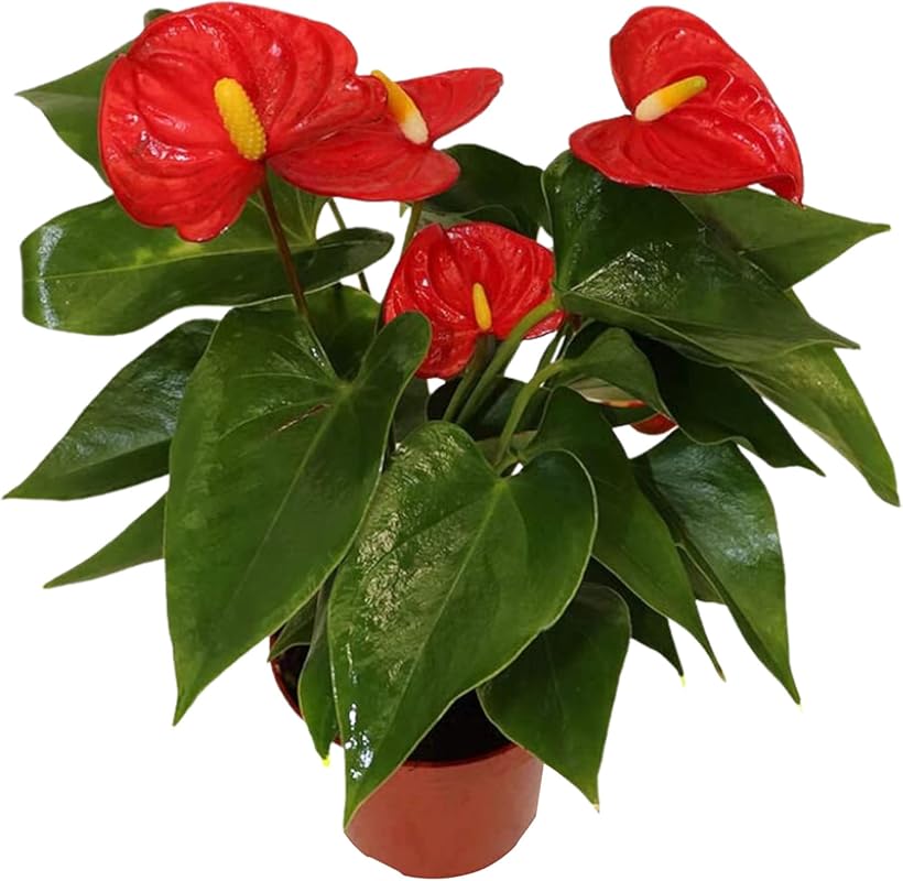 Anthurium Red Live Houseplant in 4-Inch Pot for Easy Office Care and H