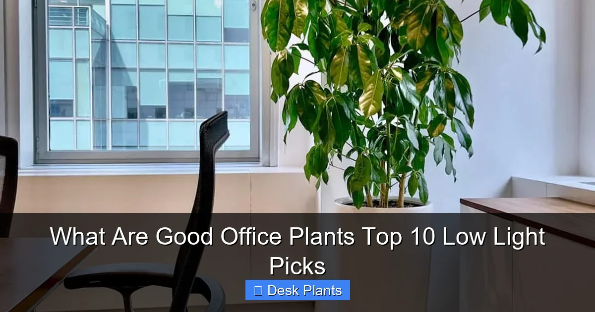 What Are Good Office Plants Top 10 Low Light Picks