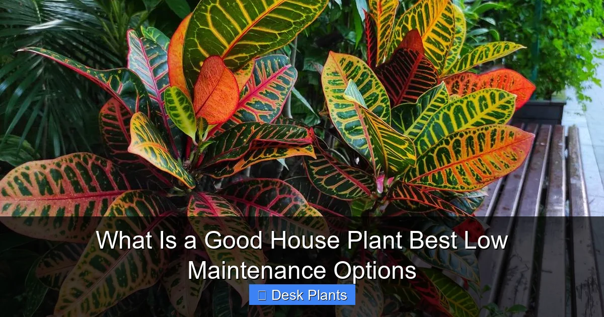 What Is a Good House Plant Best Low Maintenance Options