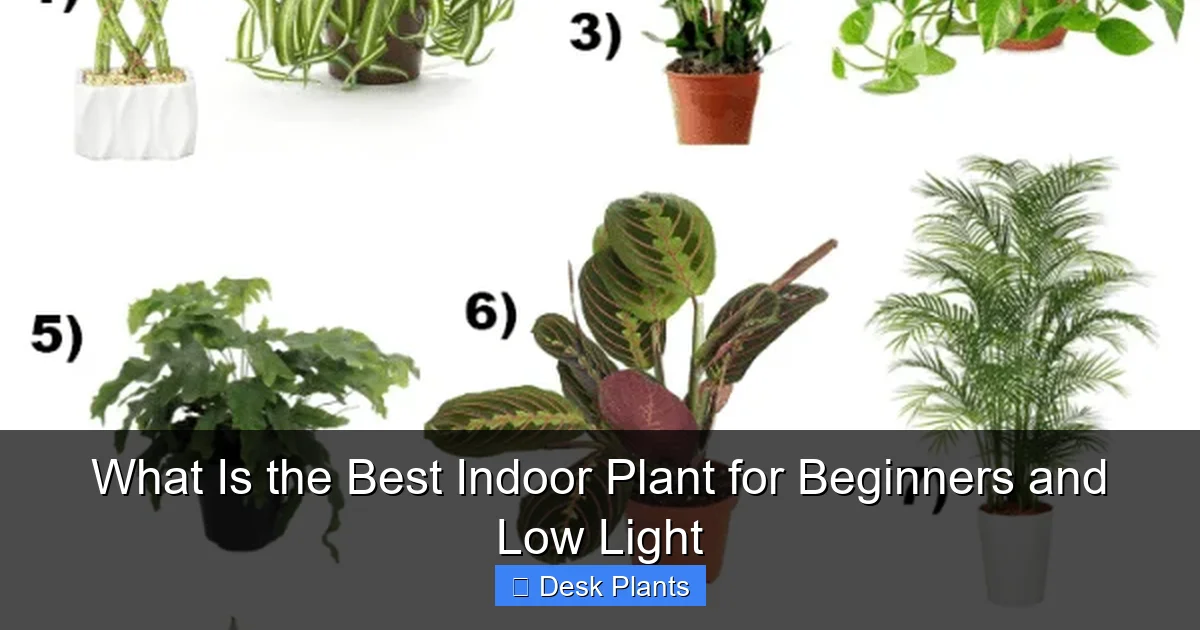 What Is the Best Indoor Plant for Beginners and Low Light