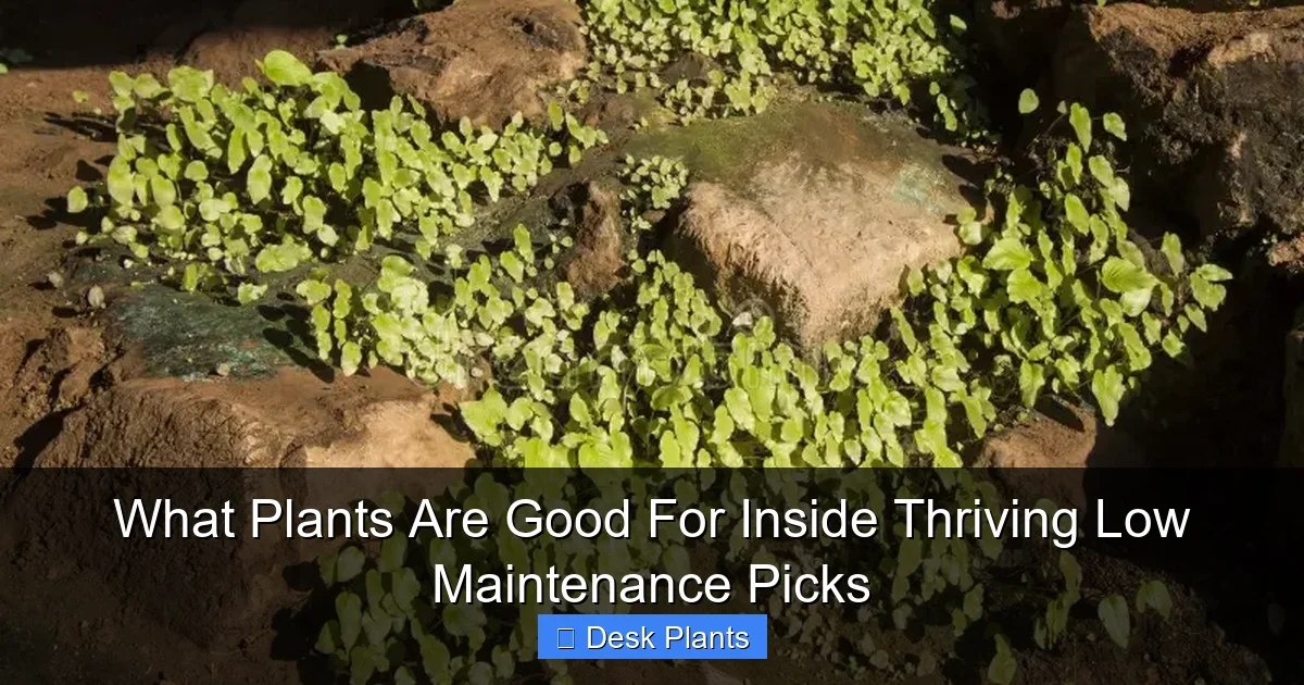 What Plants Are Good For Inside Thriving Low Maintenance Picks