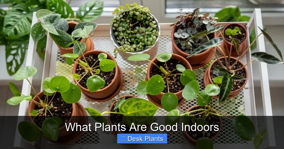 What Plants Are Good Indoors