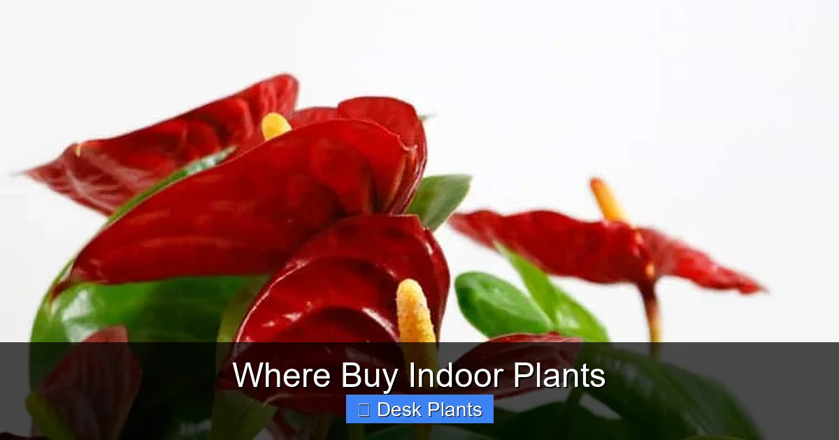 Where Buy Indoor Plants