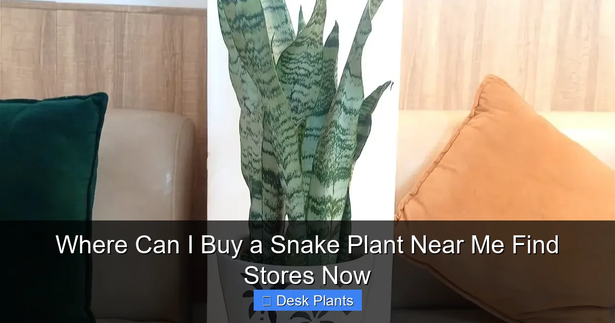 Where Can I Buy a Snake Plant Near Me Find Stores Now