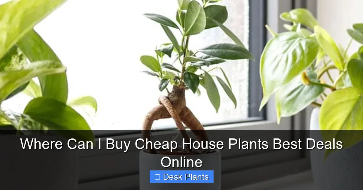 Where Can I Buy Cheap House Plants Best Deals Online
