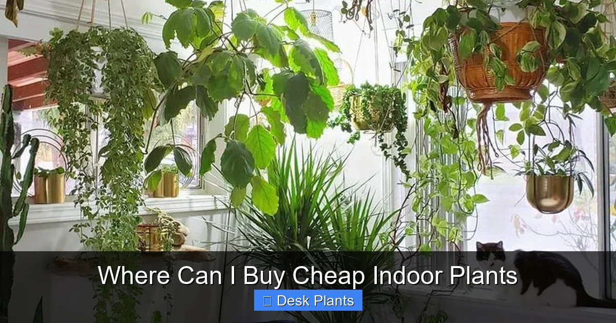Where Can I Buy Cheap Indoor Plants