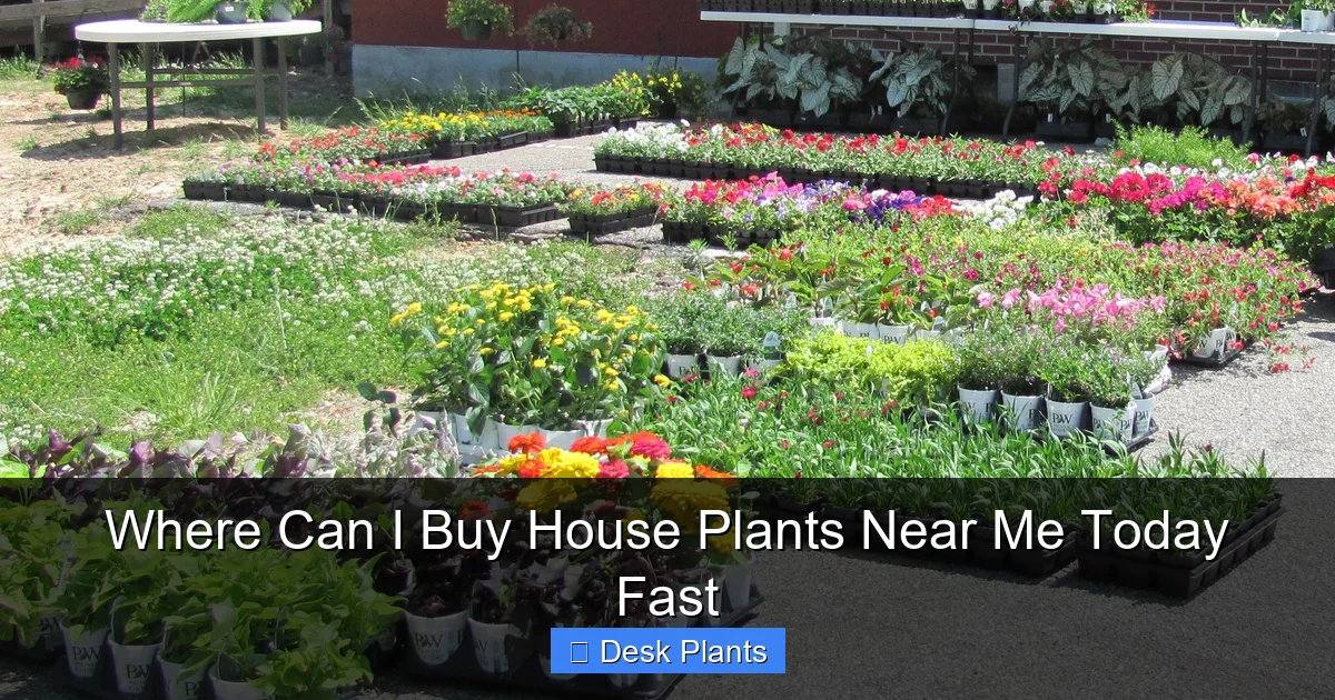 Where Can I Buy House Plants Near Me Today Fast