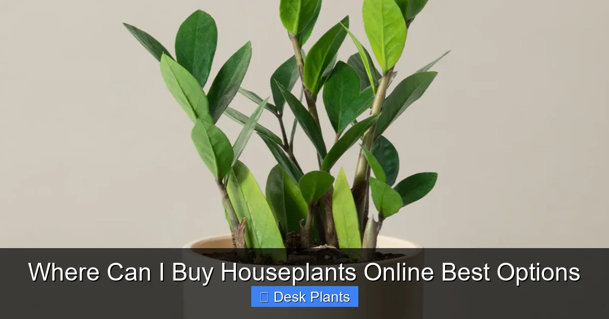 Where Can I Buy Houseplants Online Best Options