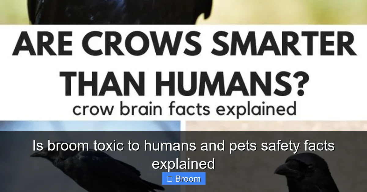 Is broom toxic to humans and pets safety facts explained