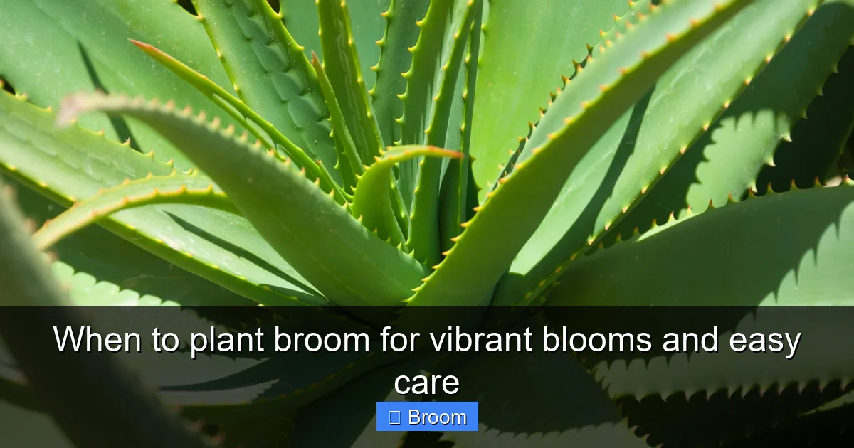 When to plant broom for vibrant blooms and easy care